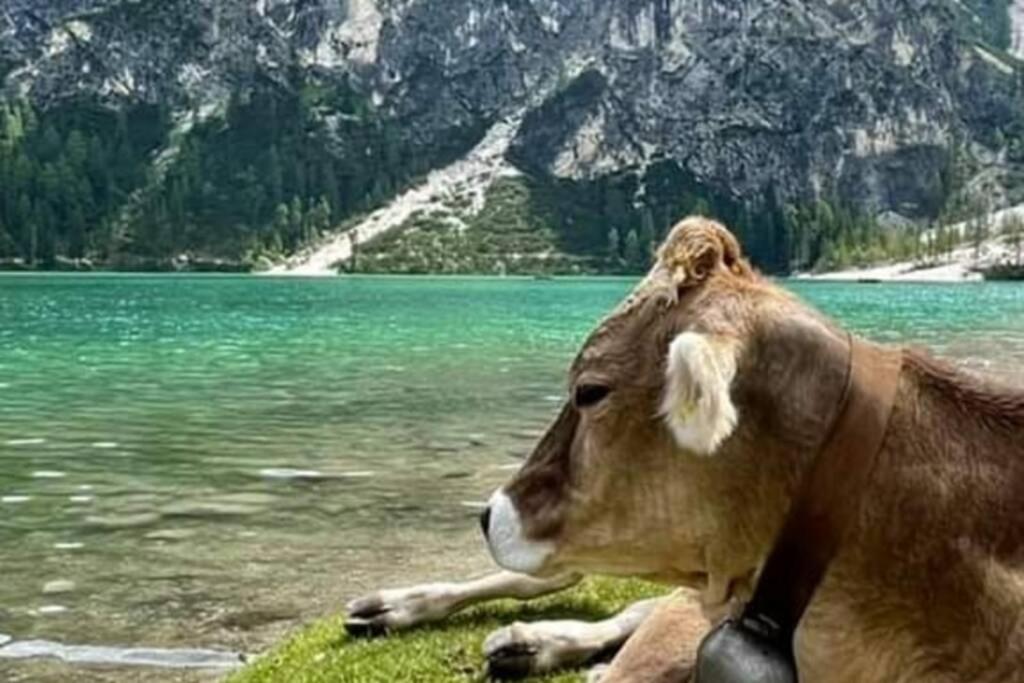 Relax Al Lago Di Braies Braies  Buitenkant foto
